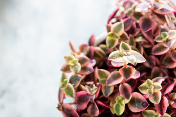 Crassula marginalis rubra variegata or Calico Kitten, a multi-colored succulent plant.