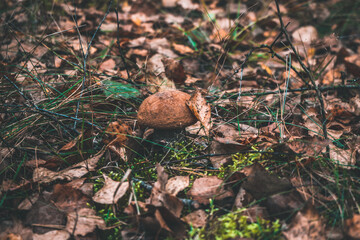 mushrooms in the forest