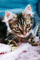 Portrait d'un adorable chaton angora tigré