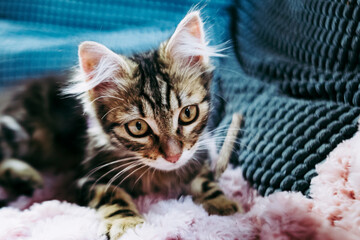 Portrait d'un adorable chaton angora tigré