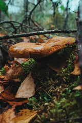 mushrooms in the forest