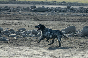 english setter hunting dog running on the water