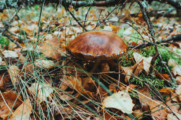 mushrooms in the forest