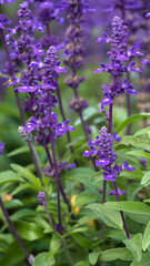 Blue Sage, Salvia farinacea