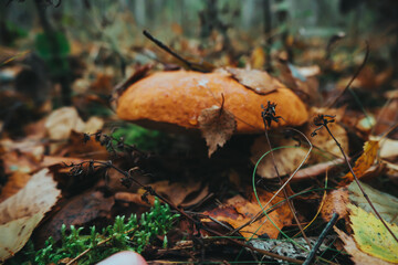 mushrooms in the forest