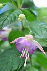 pink and white flower