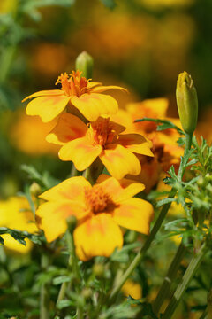 Golden marigold, Tagetes tenuifolia