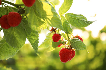 Raspberry bush with tasty ripe berries in garden, closeup