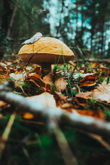 mushrooms in the forest