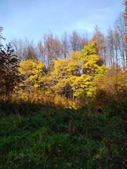 autumn in the forest
