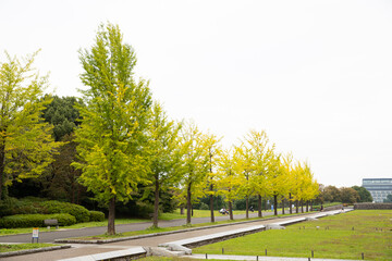 国営昭和記念公園のイチョウの木