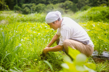 草むしりする男性
