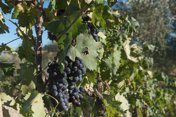 Fototapeta premium Sangiovese clusters, vines and vineyards whose grapes give the famous Brunello. Precious fruits from the province of Siena, Tuscany, Italy.