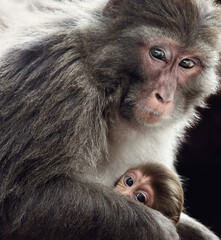 A beautiful picture of a mama monkey holding the baby monkey with a gentle and loving embrace. Motherly Love.