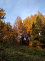 autumn forest in the autumn