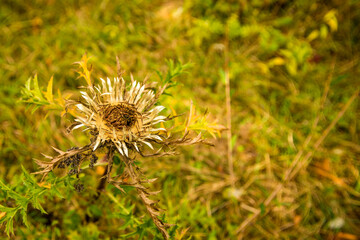 dwarf carline thistle in autumn in Germany