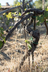 Sangiovese clusters, vines and vineyards whose grapes give the famous Brunello. Precious fruits from the province of Siena, Tuscany, Italy.
