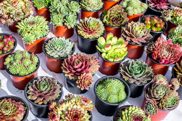 small pots with various cactus plants