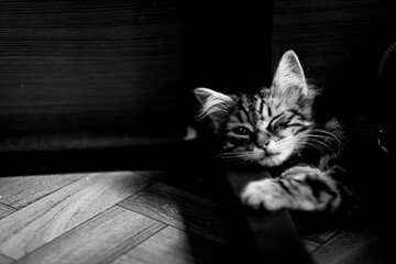 Portrait d'un adorable chaton angora tigré en train de dormir à la maison