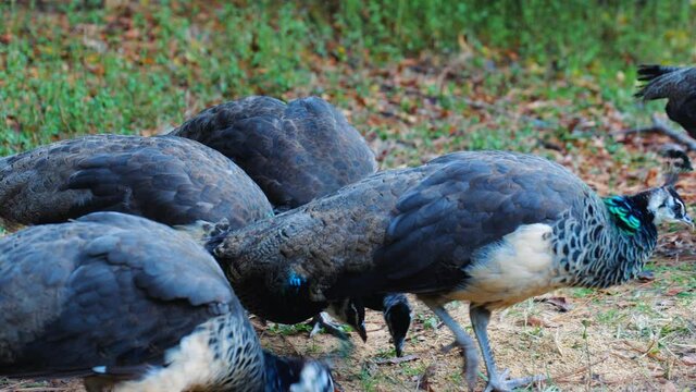 Close-up, a pride of peachicks feeds at a farm, North Carolina, USA