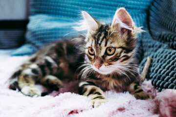 Portrait d'un adorable chaton angora tigré