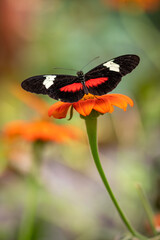 insect macro butterfly closeup wing nature flower green background wildlife