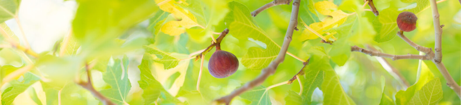 Leaves and figs
