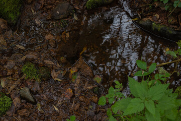 View from the top of the stream with reflection. Moss and yellow leaves by the stream in the forest