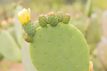 Nopal cactus plant with yelow flowers