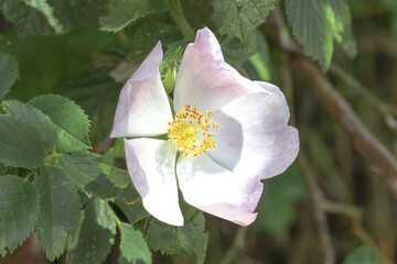 Obraz premium Rosa Blüte der Heckenrose, Rosa corymbifera 