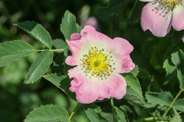 Rosa Blüte der Heckenrose, Rosa corymbifera 