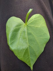 Giloy leaf or Tinospora cardifolia leaf