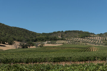 Fototapeta premium Sangiovese clusters, vines and vineyards whose grapes give the famous Brunello. Precious fruits from the province of Siena, Tuscany, Italy.