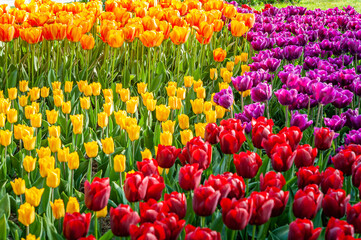 A sea of tulips