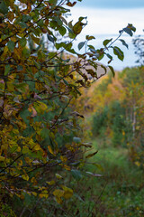 Bush with yellowed leaves on the background of a trail in the autumn forest
