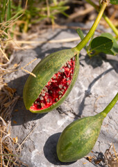 Fruits with seeds of a climbing plant Capparis spinosa
