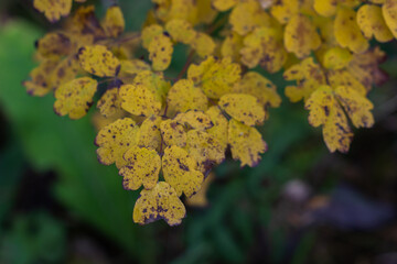 Close-up of a bush with yellowed leaves