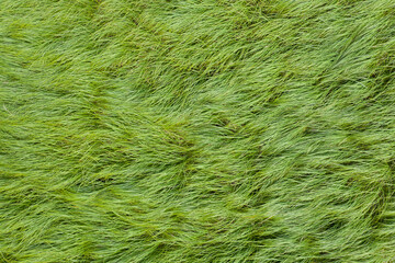 texture of wild grass on the meadow.