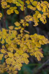Close-up of a bush with yellowed leaves