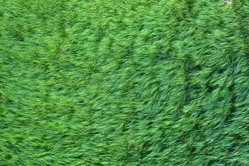 texture of wild grass on the meadow.