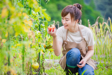 トマトを栽培する女性
