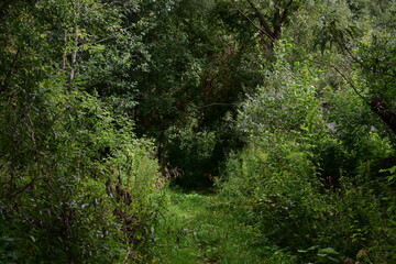 The intersection of the road near the forest, grass, shrubs. Young tree.