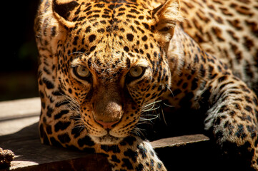 Fototapeta na wymiar Glare of Leopard