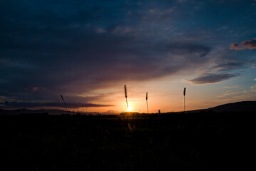 朝焼けに浮かぶ雑草