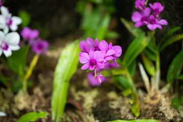 デンドロビウム・ファレノプシス