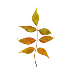 Branch wih five autumn brown, orange and green leaves