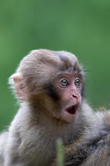 Naklejka premium ニホンザル 日本猿 子供