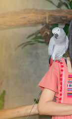 Beautiful African grey parrot , sitting on someone body, red tail.
