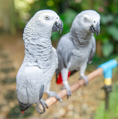 Beautiful African grey parrot in someone home like pet, sitting on timeber, red tail.