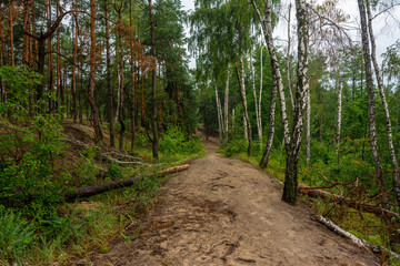 A path in the forest. Hiking. Woodland.